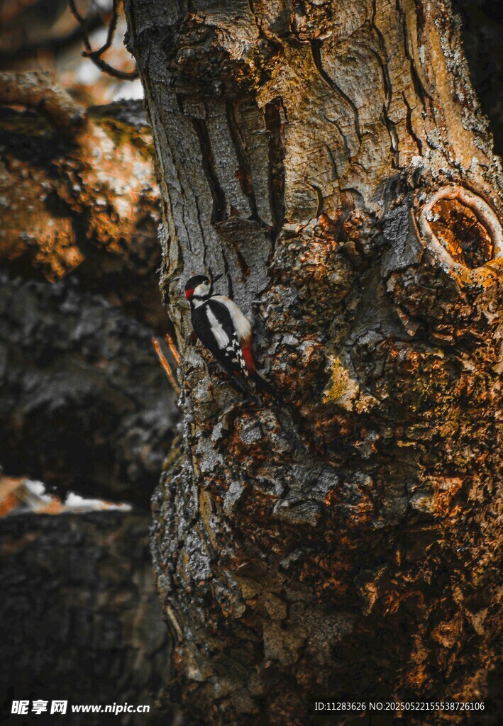 古老树桩纹理特写