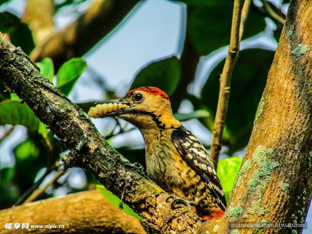 树枝上的啄木鸟