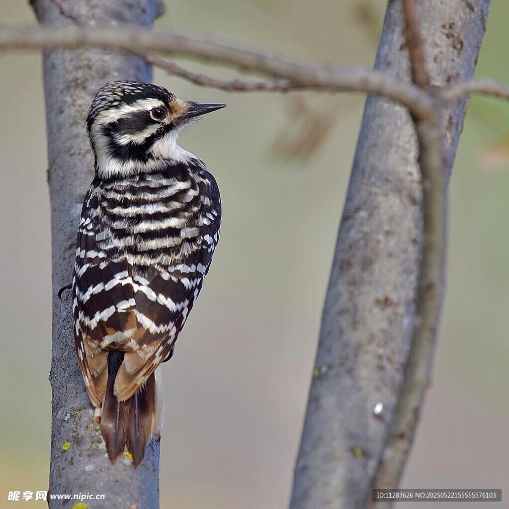 树干上的条纹啄木鸟