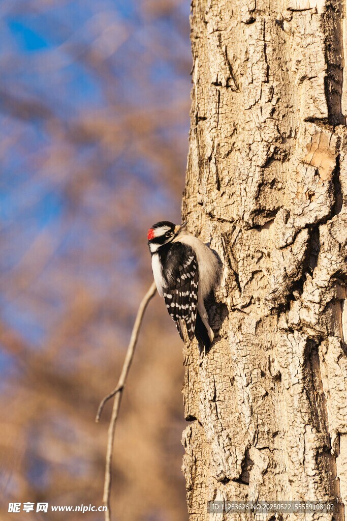树干上的啄木鸟