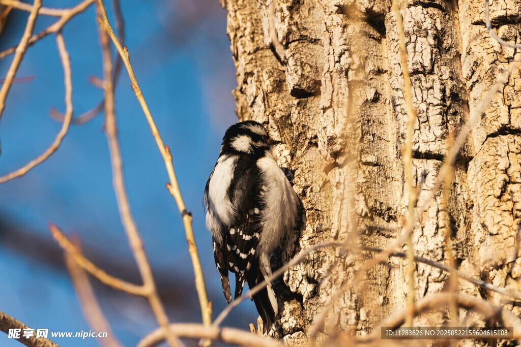 树干上的啄木鸟