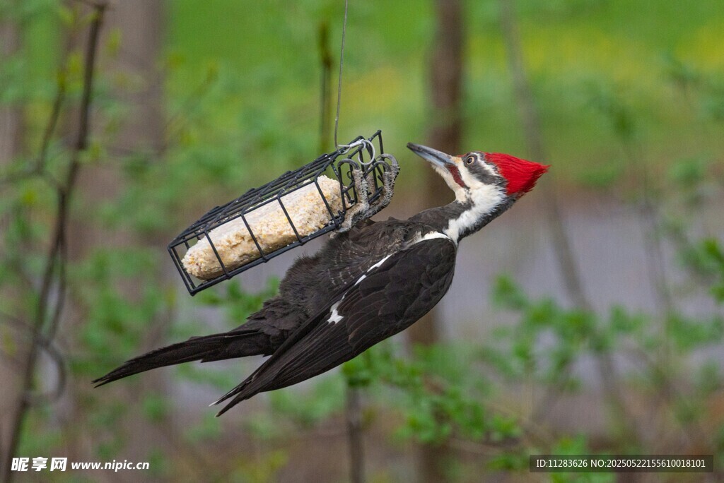啄木鸟立于喂食器上