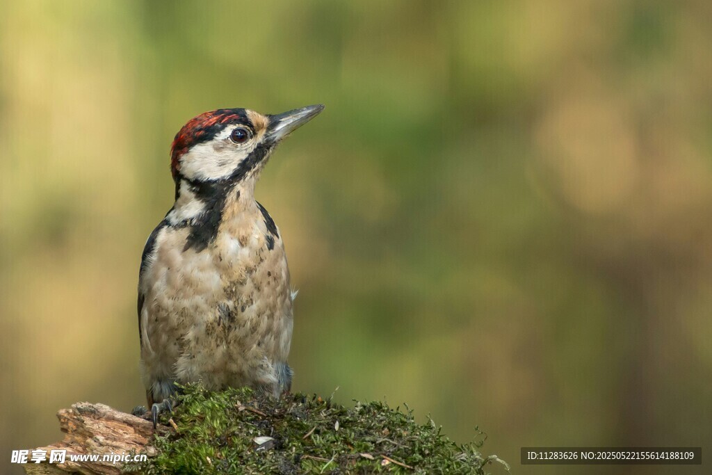 栖息于枝头的啄木鸟