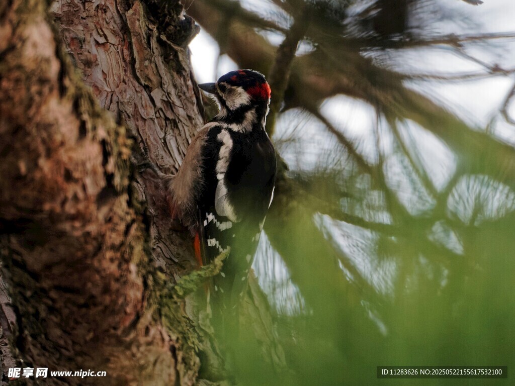 树干上的啄木鸟