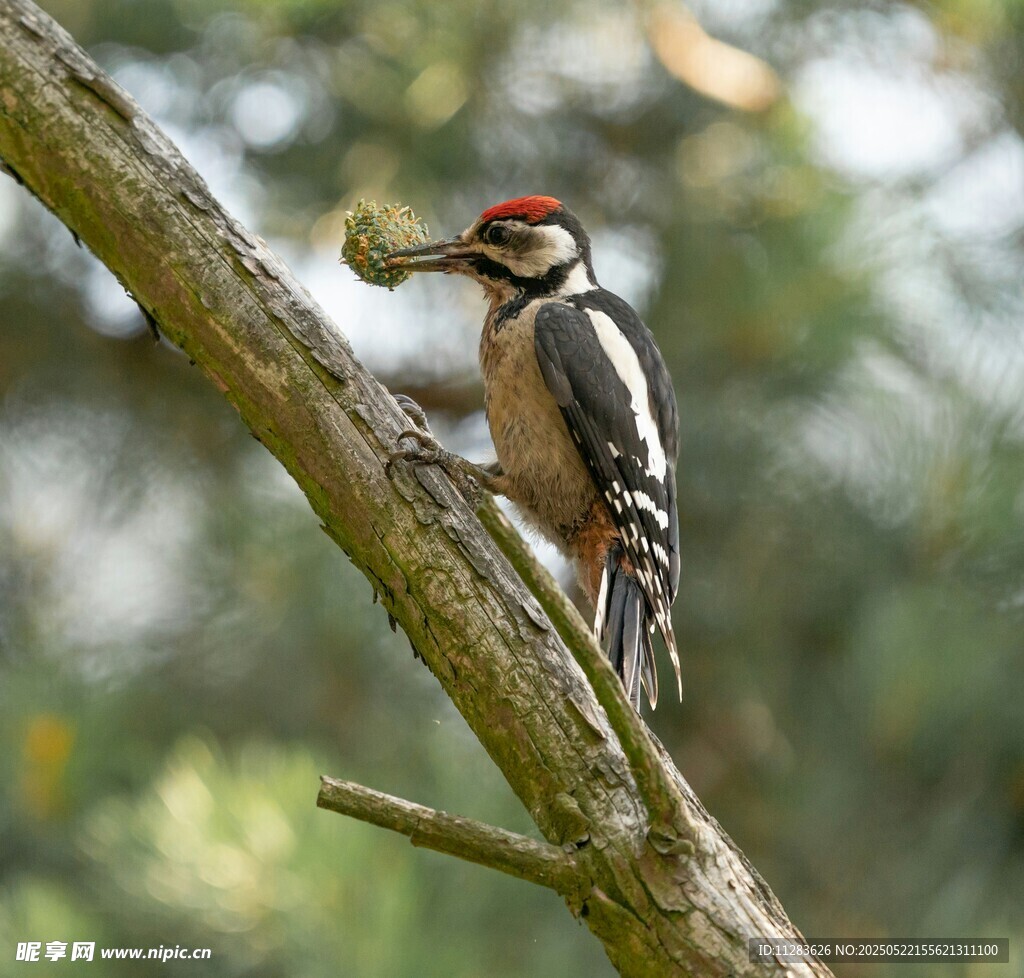 啄木鸟枝头衔物