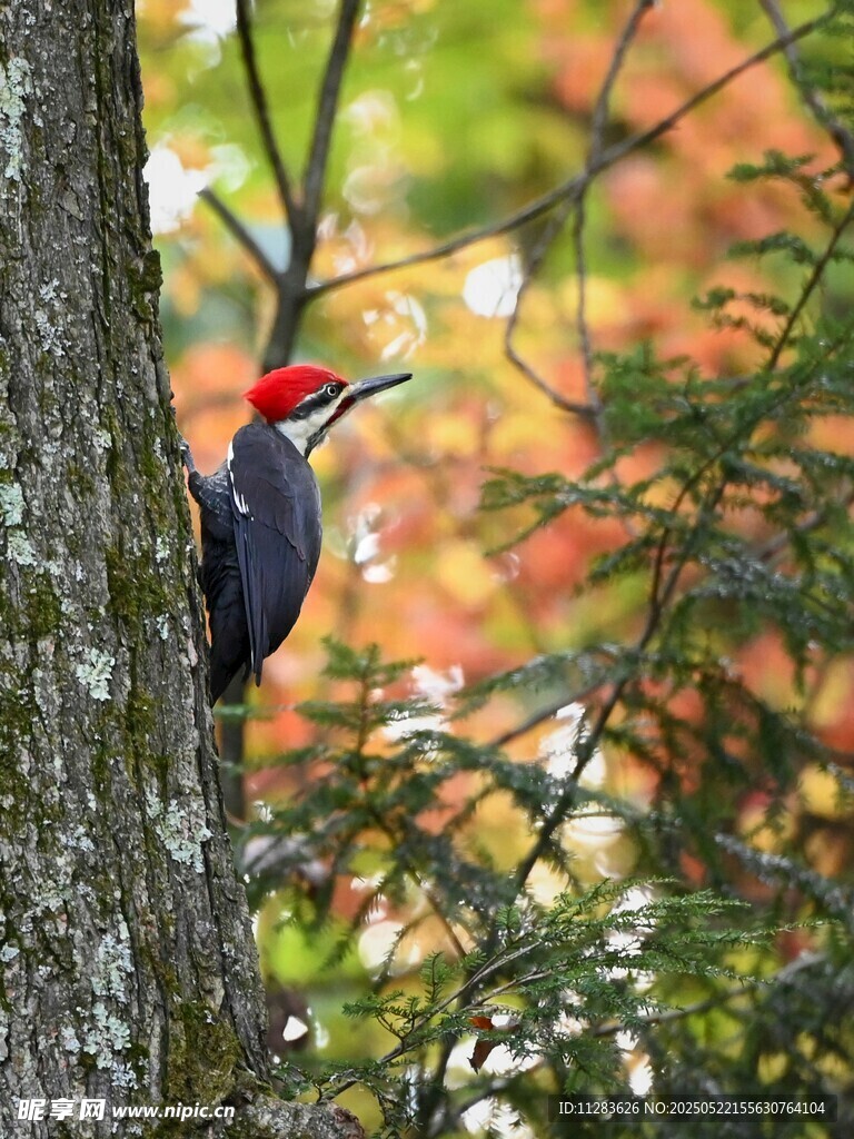 红冠啄木鸟栖于树干间