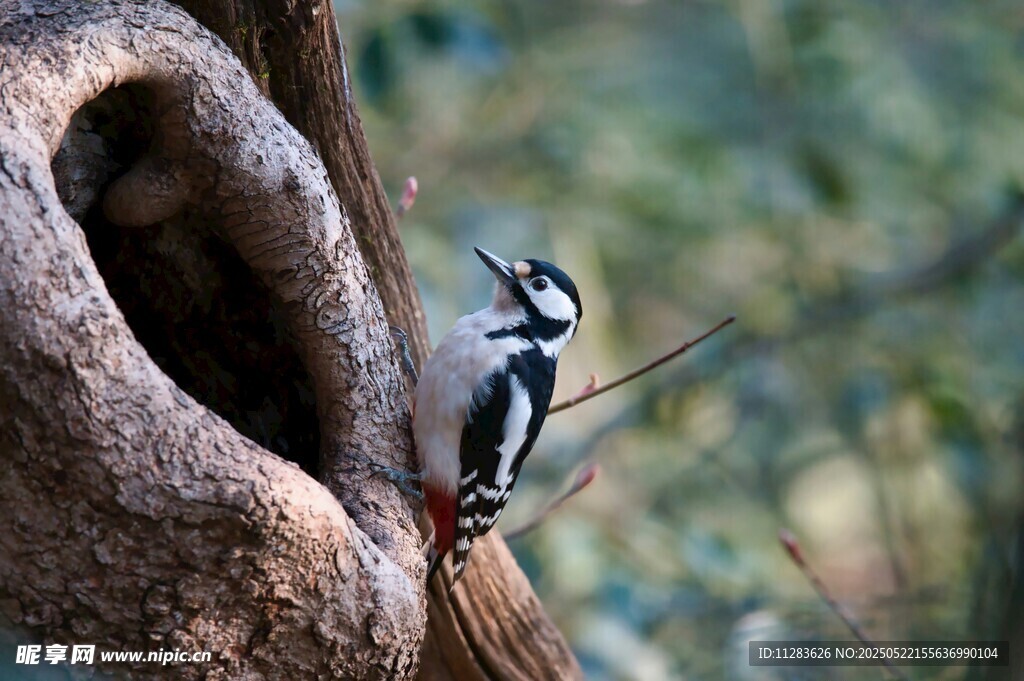 啄木鸟立于树洞旁