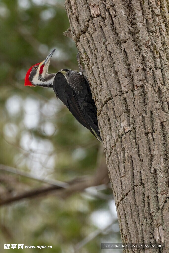 啄木鸟栖息树干瞬间
