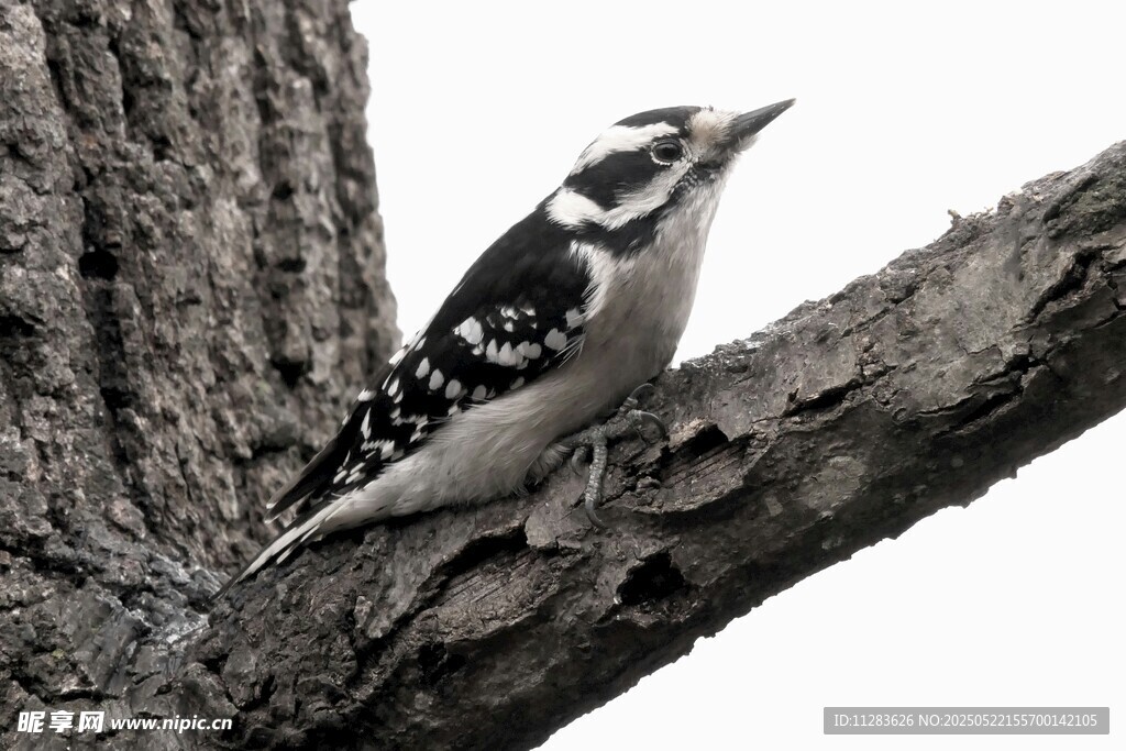 啄木鸟栖息于树干上