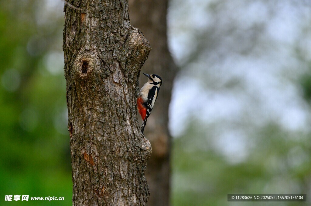 树干上的啄木鸟