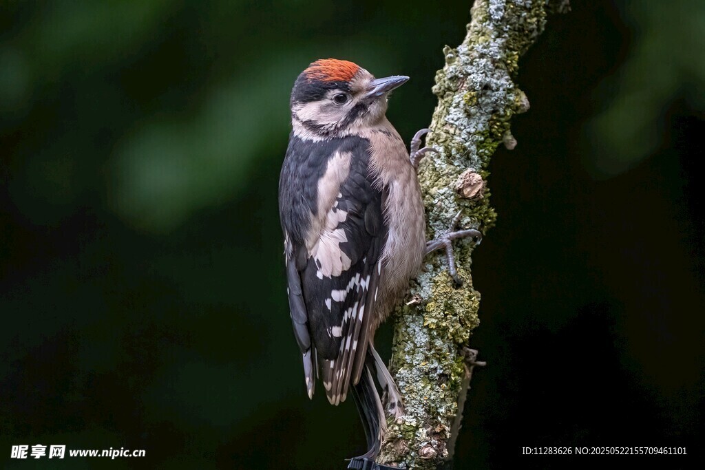 啄木鸟栖息于长满苔藓的树枝