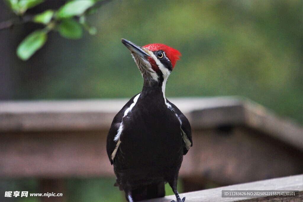 红顶啄木鸟立于木栏