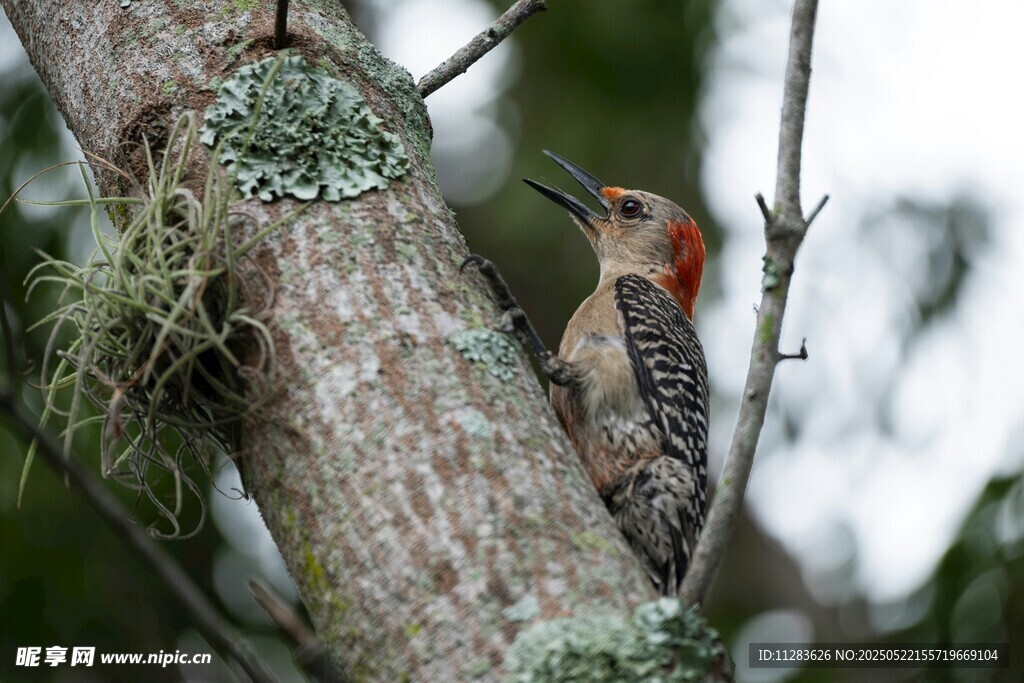 树干上的啄木鸟