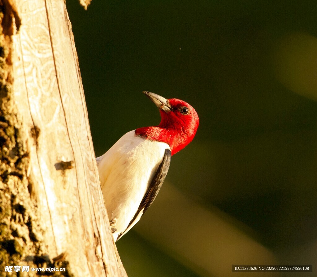 红顶啄木鸟立于树干