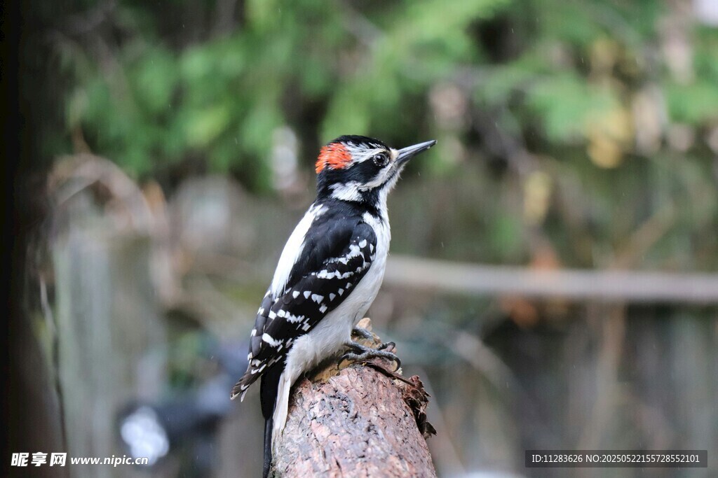 树干上的啄木鸟