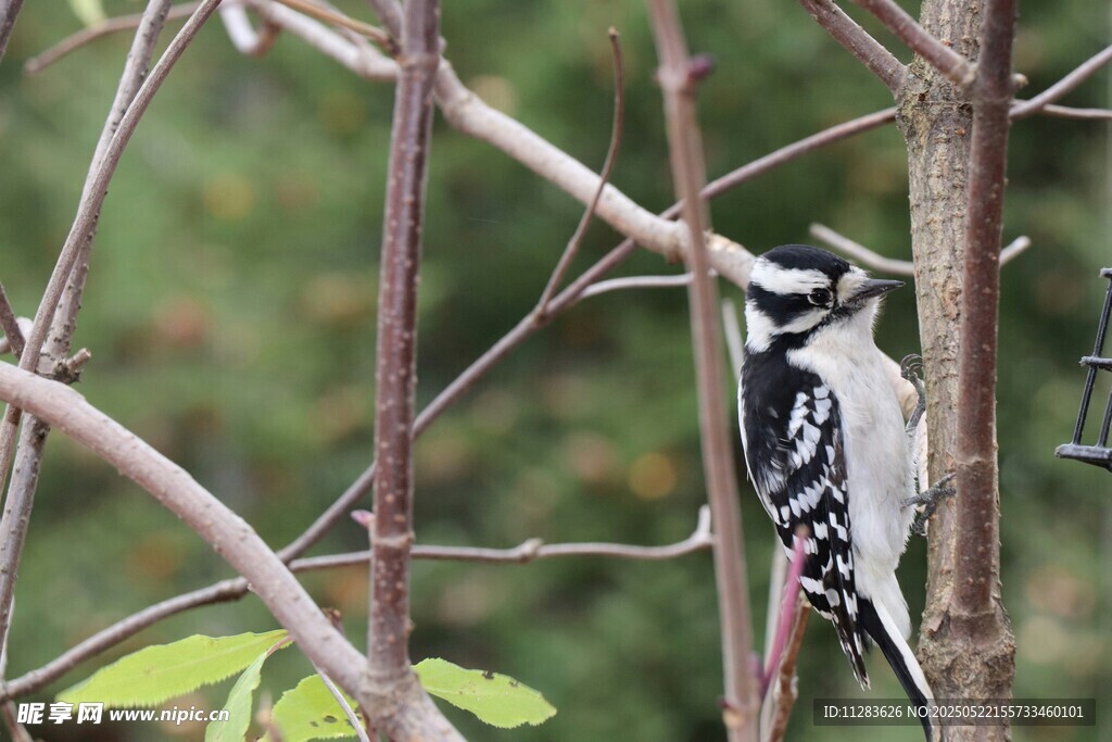树枝上的啄木鸟