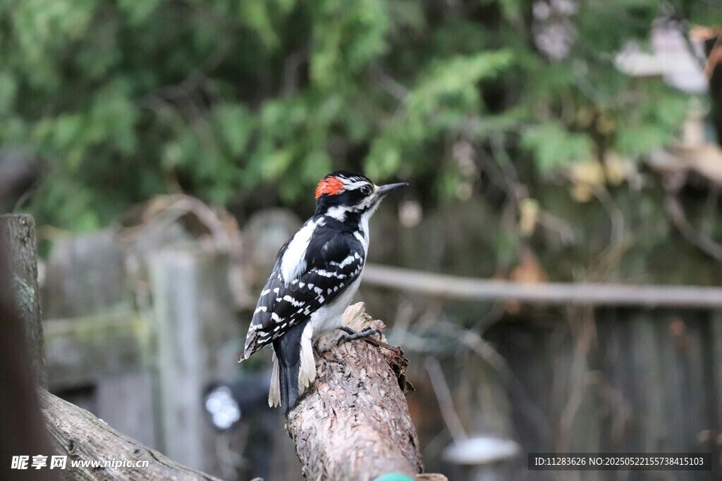 啄木鸟栖息于树干上