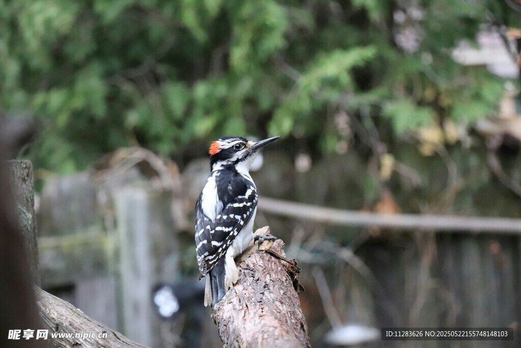 啄木鸟栖息于树干上