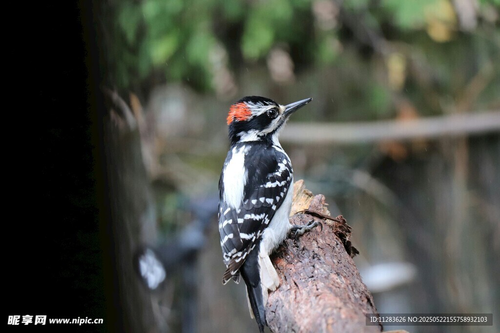 树干上的啄木鸟