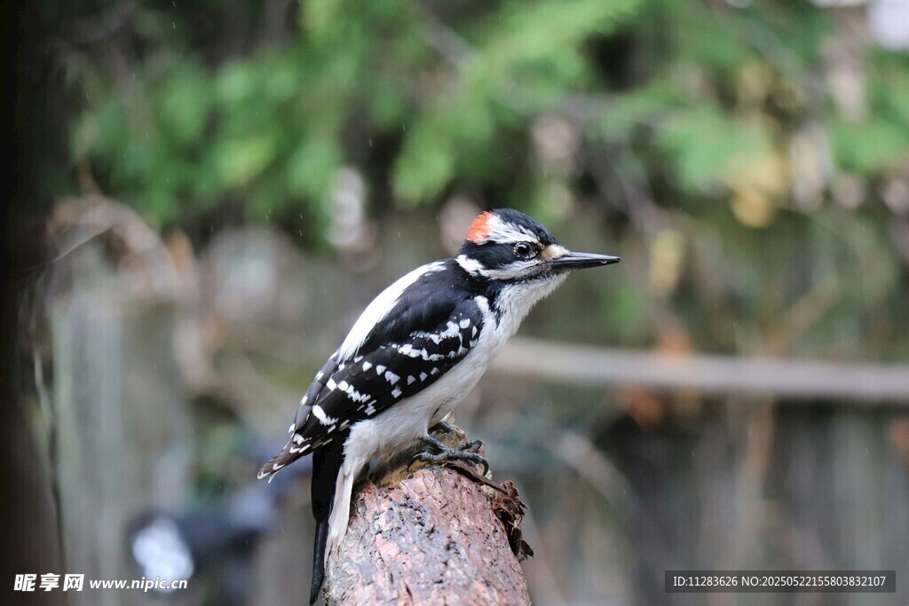 啄木鸟立于木桩上