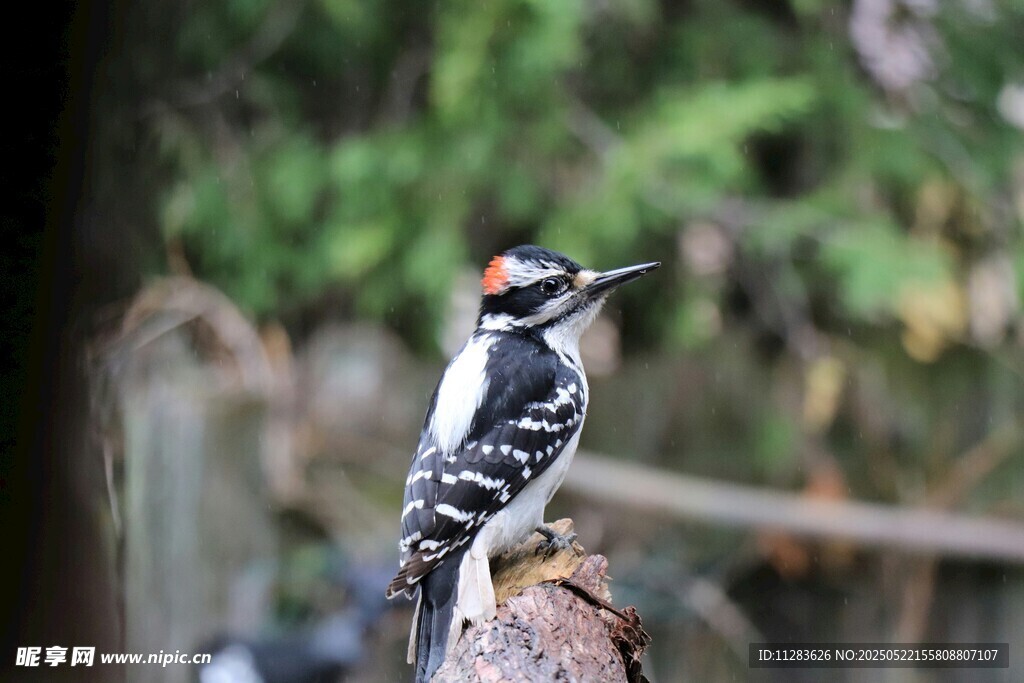 啄木鸟立于枝头