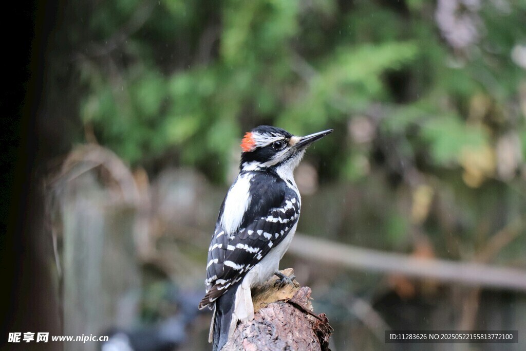 树干上的啄木鸟