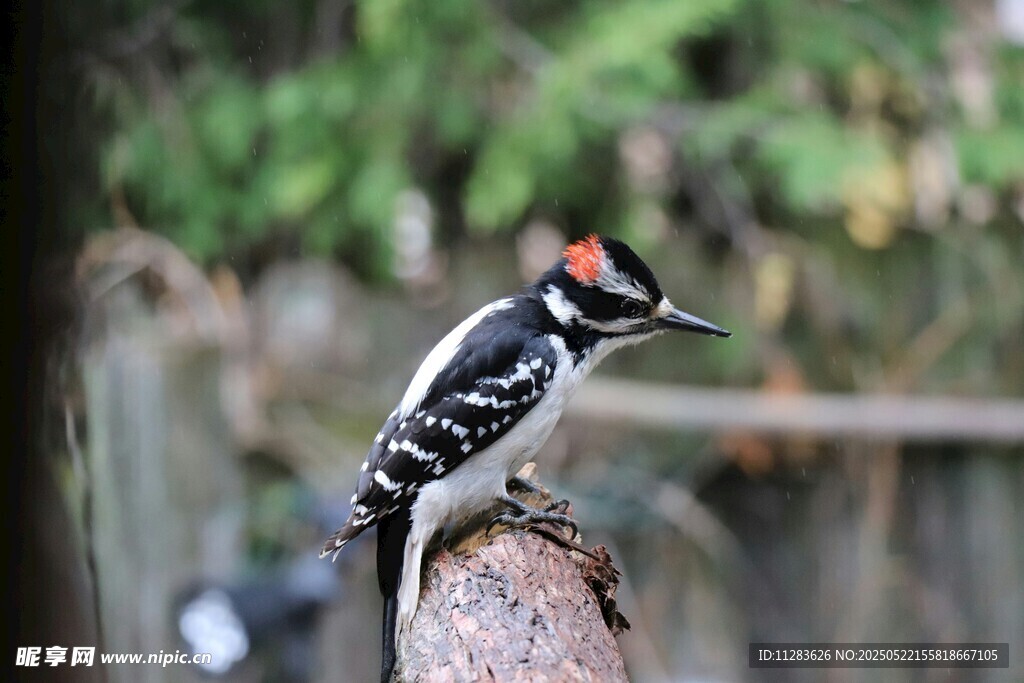 啄木鸟立于树桩上