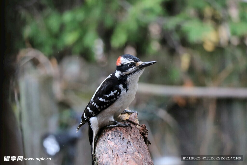 站在树桩上的啄木鸟