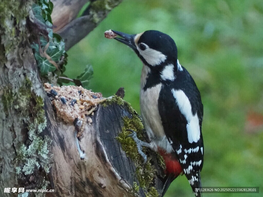 啄木鸟立于树干觅食