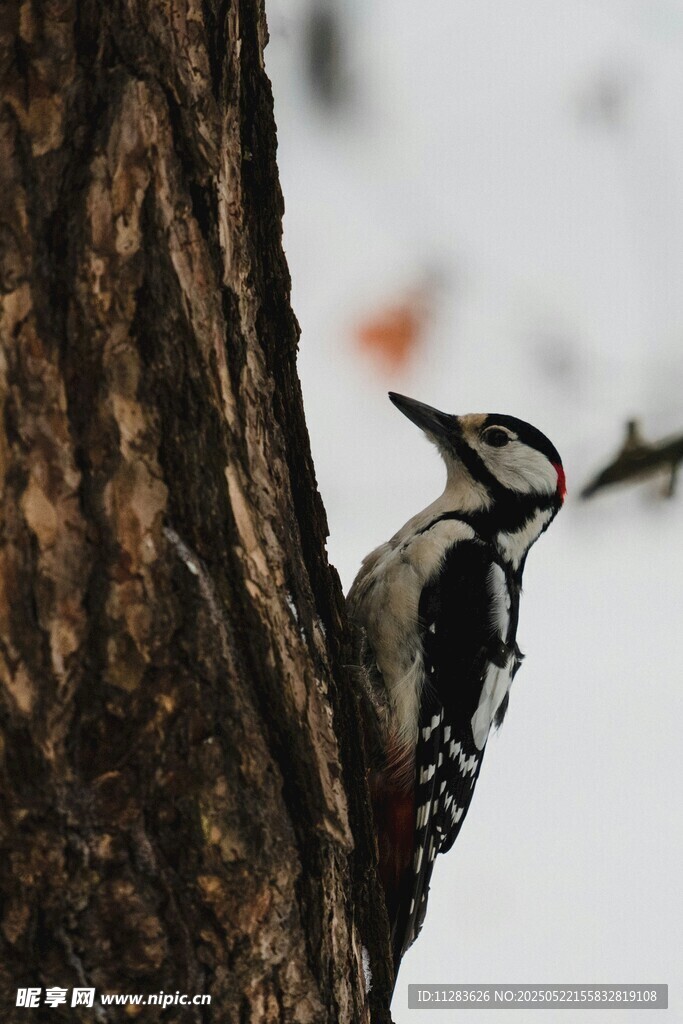 啄木鸟栖息树干特写