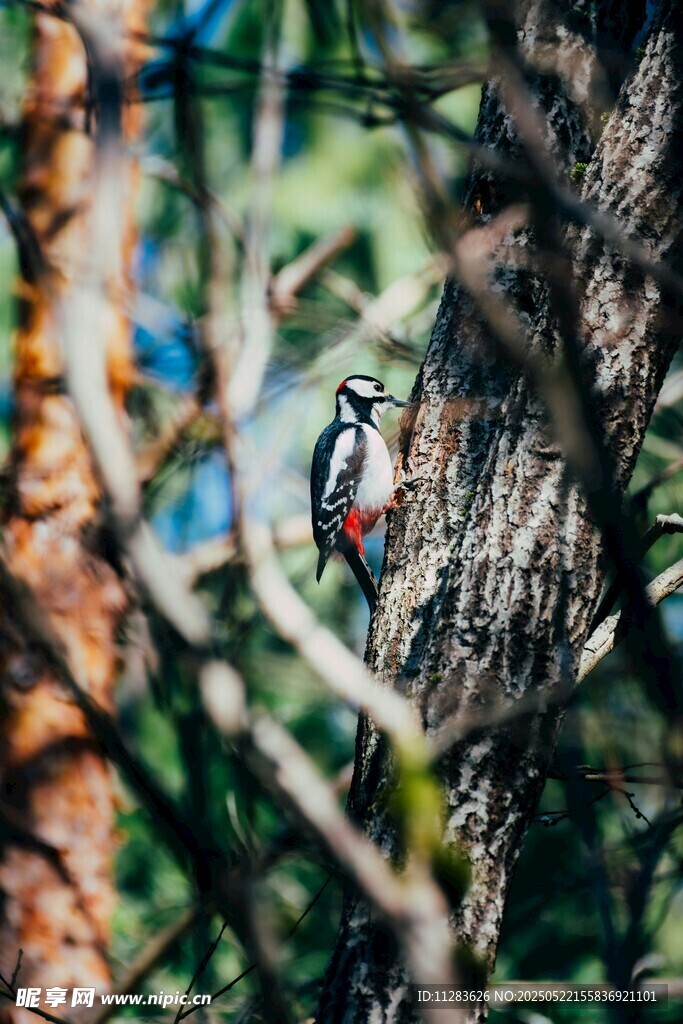 林间啄木鸟栖息于树干