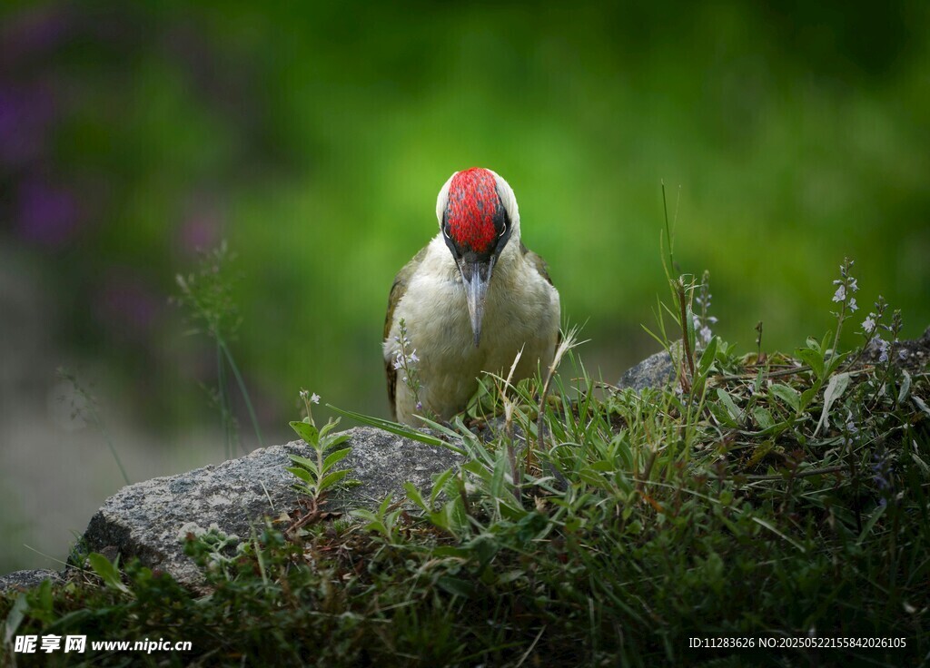 红顶小鸟立于绿植间