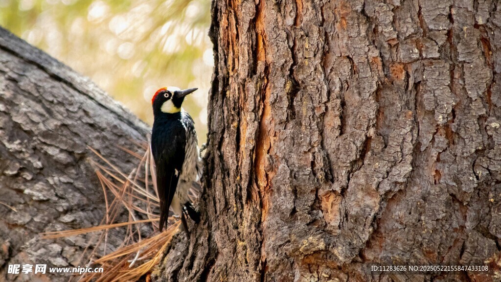 树干上的啄木鸟