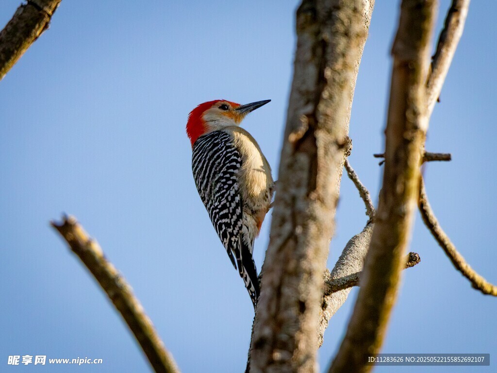 红顶啄木鸟栖息枝头
