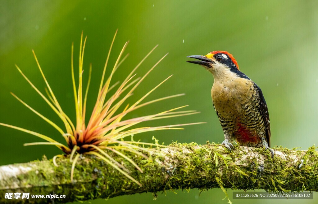 枝头彩鸟与奇异植物