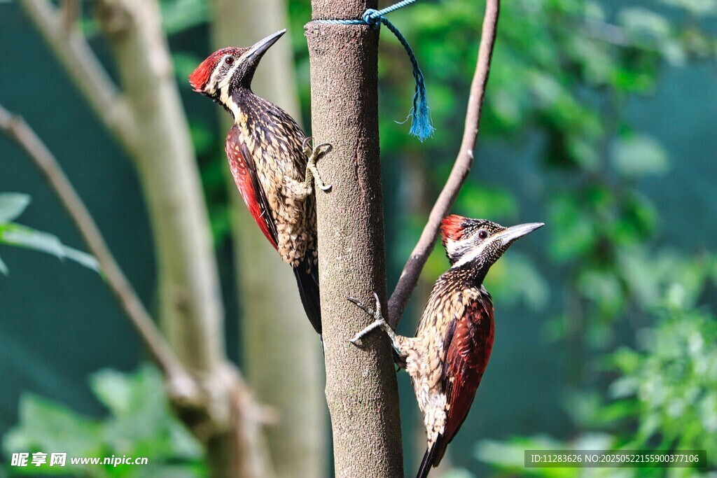 树干上的两只啄木鸟