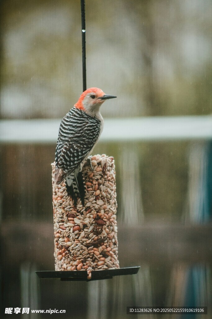 啄木鸟立于鸟食器上