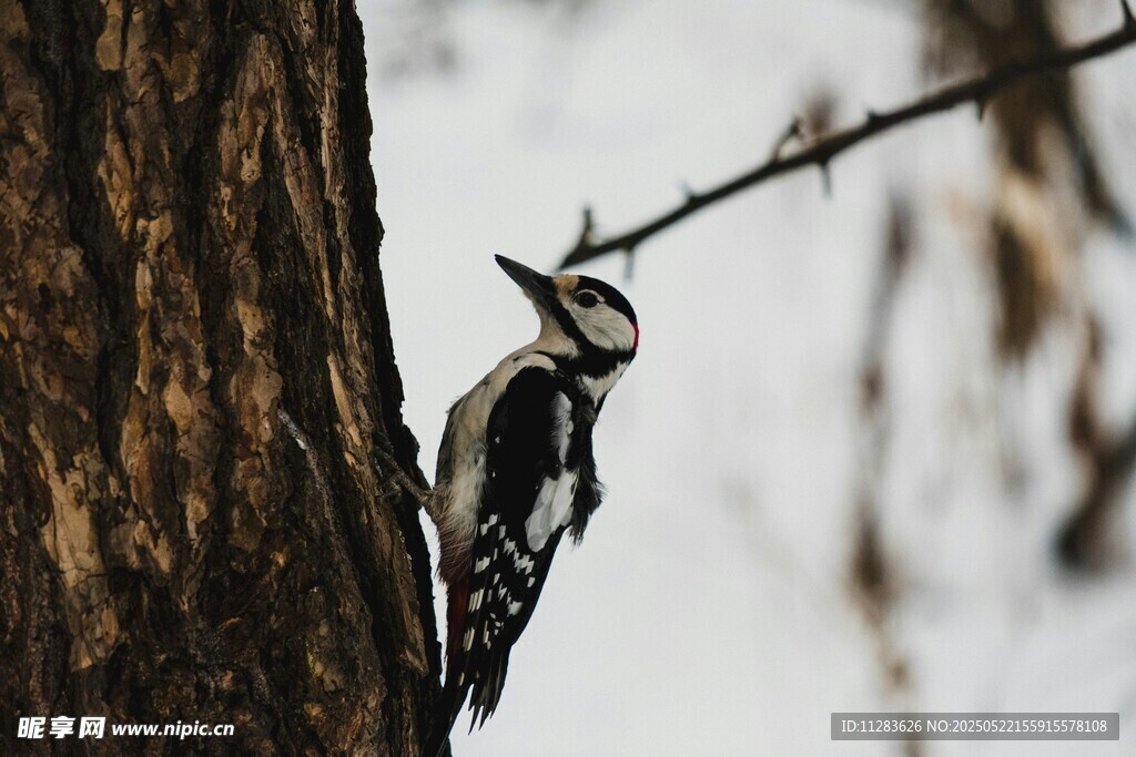 树干上的啄木鸟