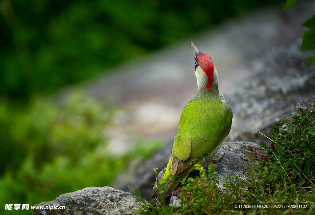 绿身红顶啄木鸟