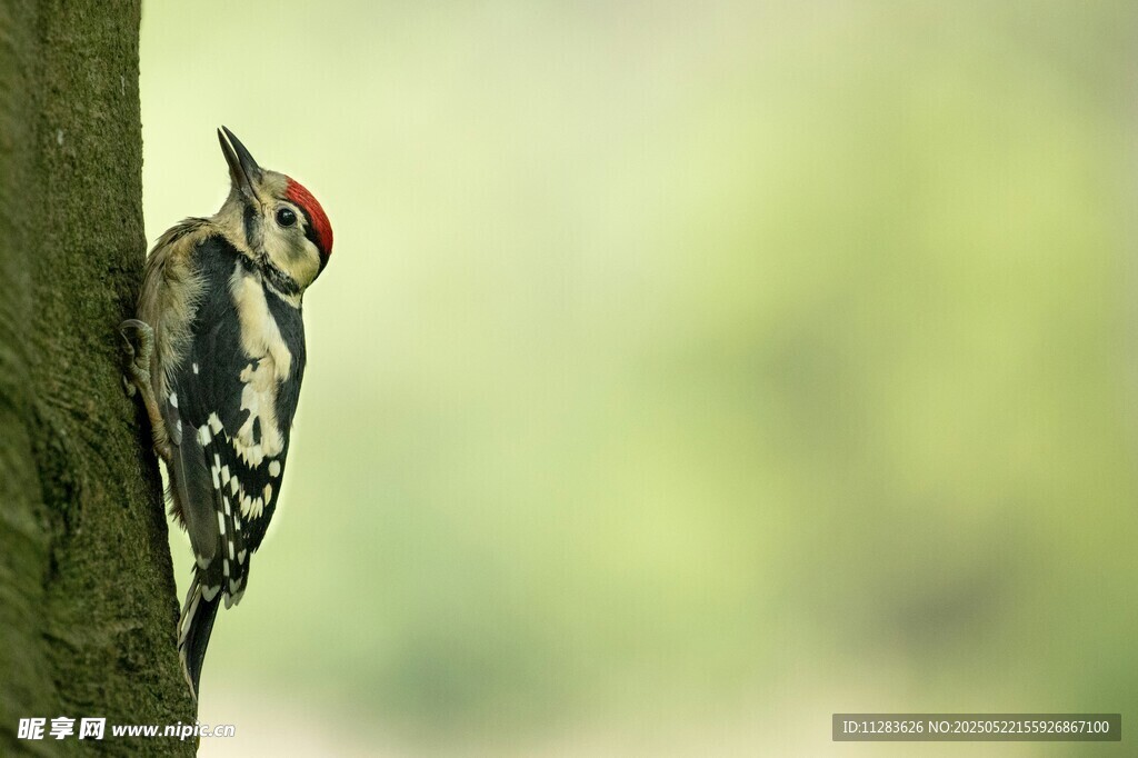 树干上的啄木鸟