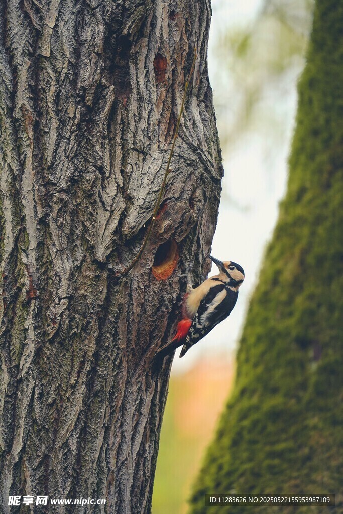 啄木鸟于树干专注啄木