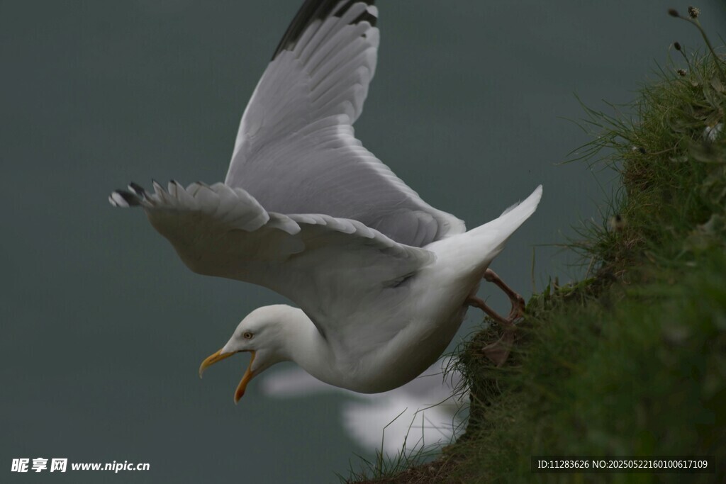 海鸥展翅于绿植旁