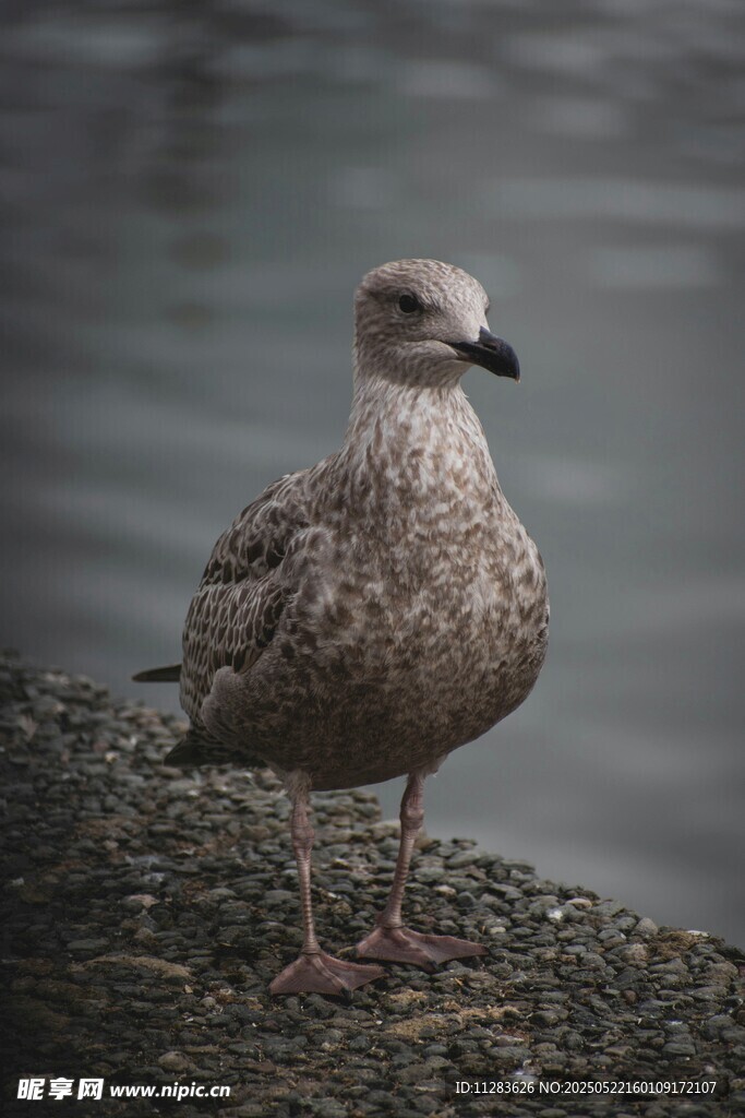 岸边站立的灰褐色海鸥
