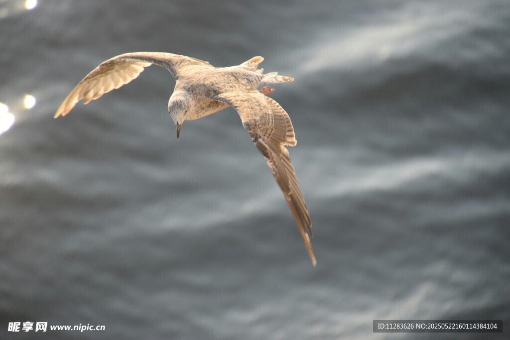 海鸥翱翔于海面之上