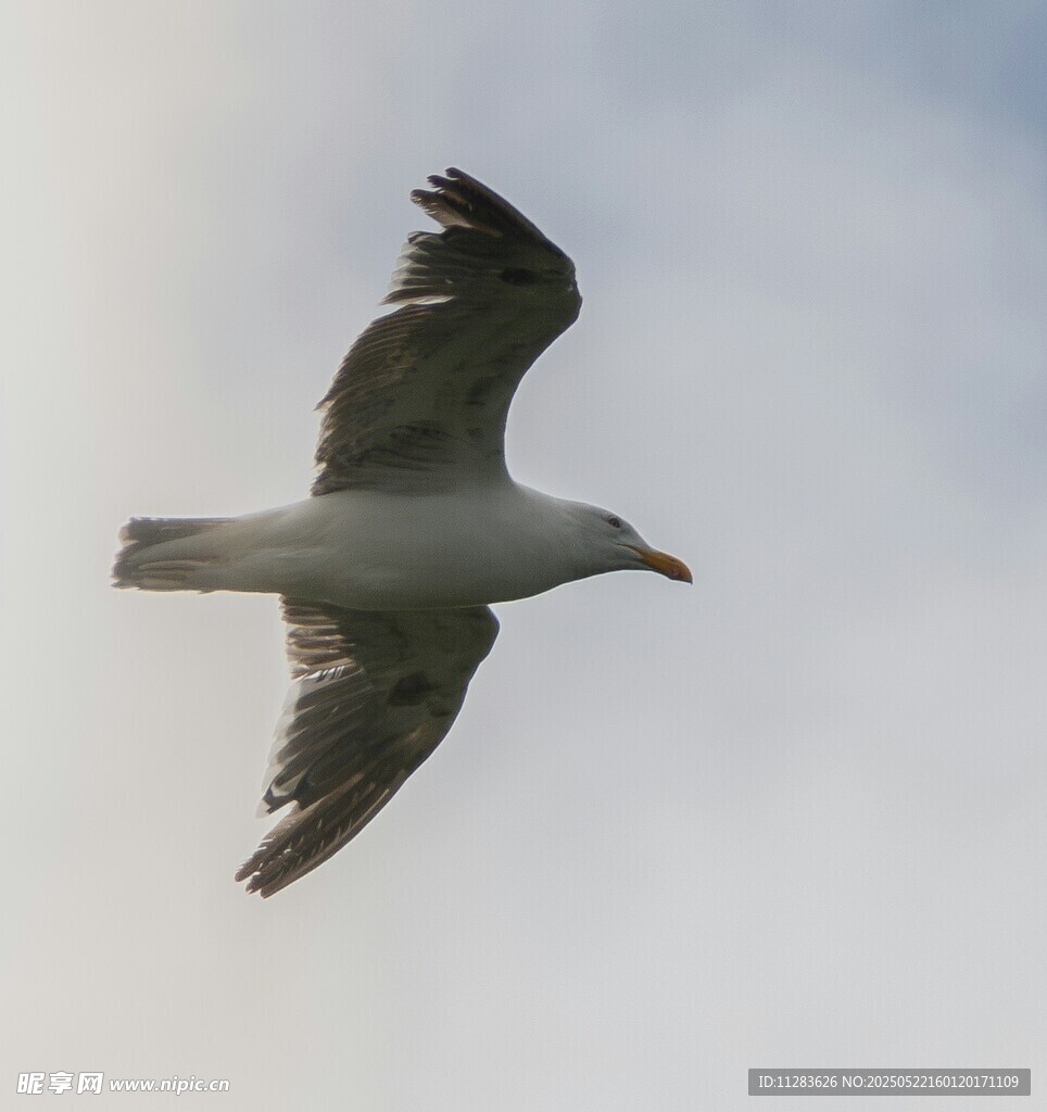 翱翔天际的海鸥