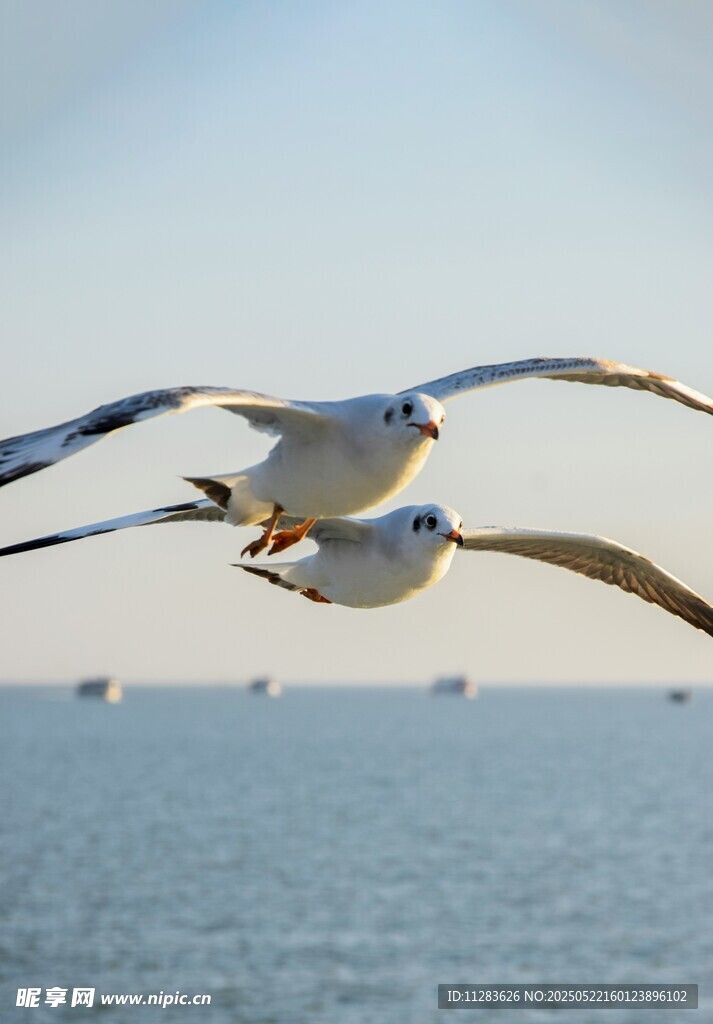 海鸥翱翔于广阔海面