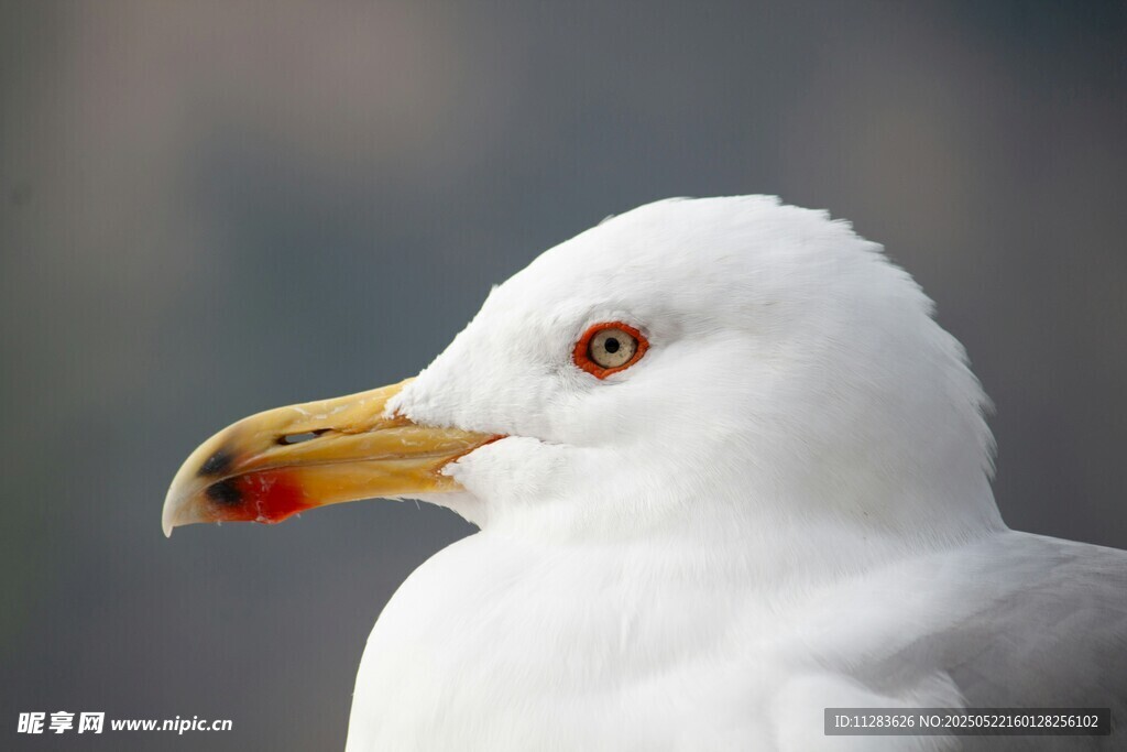 白海鸥特写