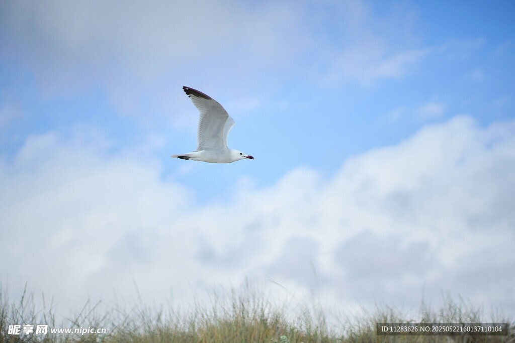 蓝天中飞翔的海鸥