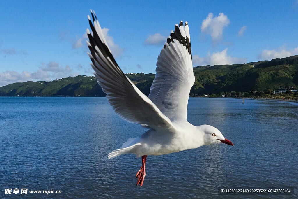 海鸥于湖面展翅飞翔