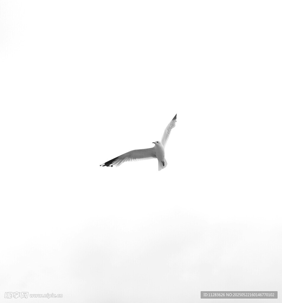 天空中翱翔的一只飞鸟